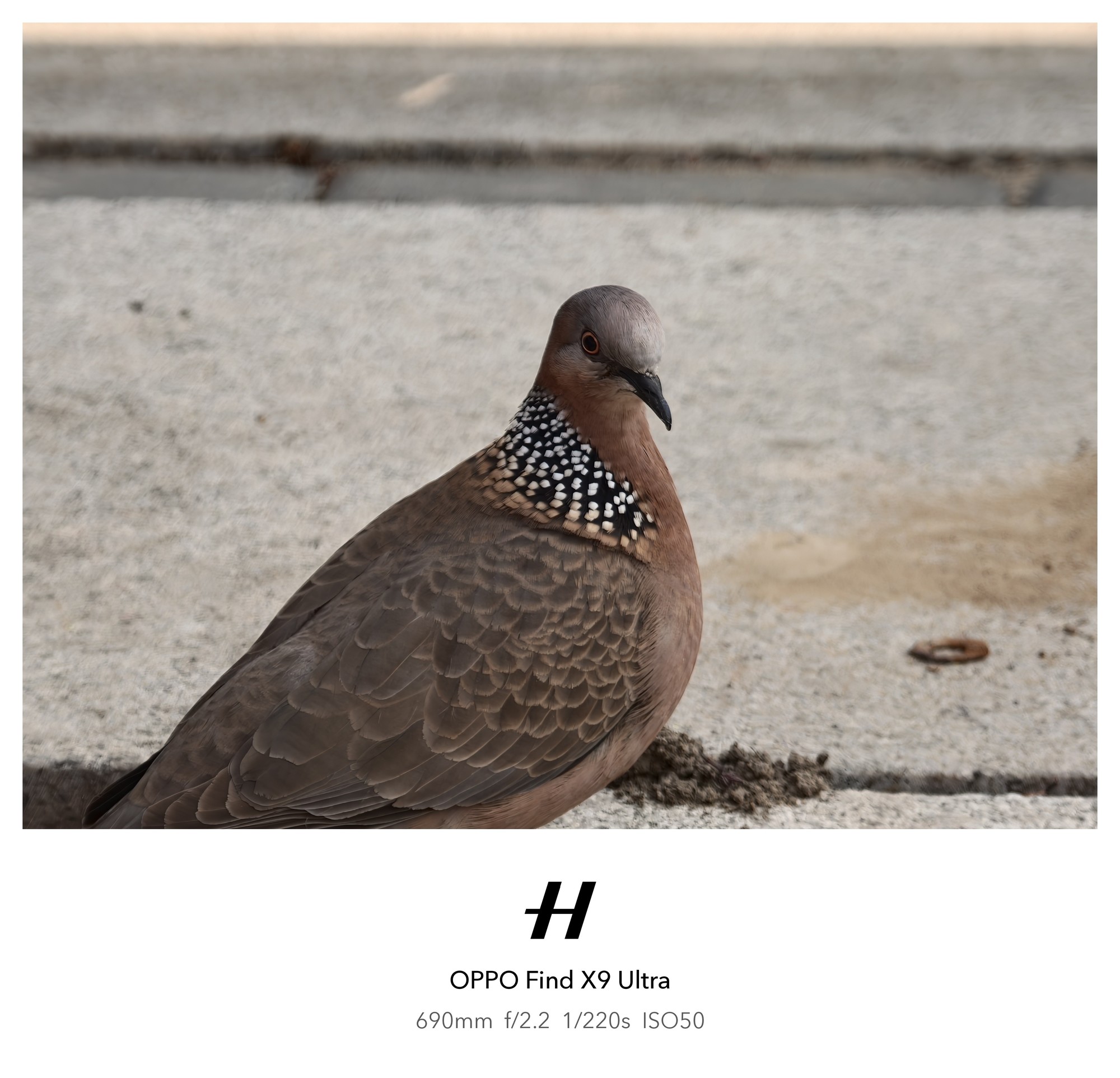 OPPO哈苏专业影像套装演唱会拍摄