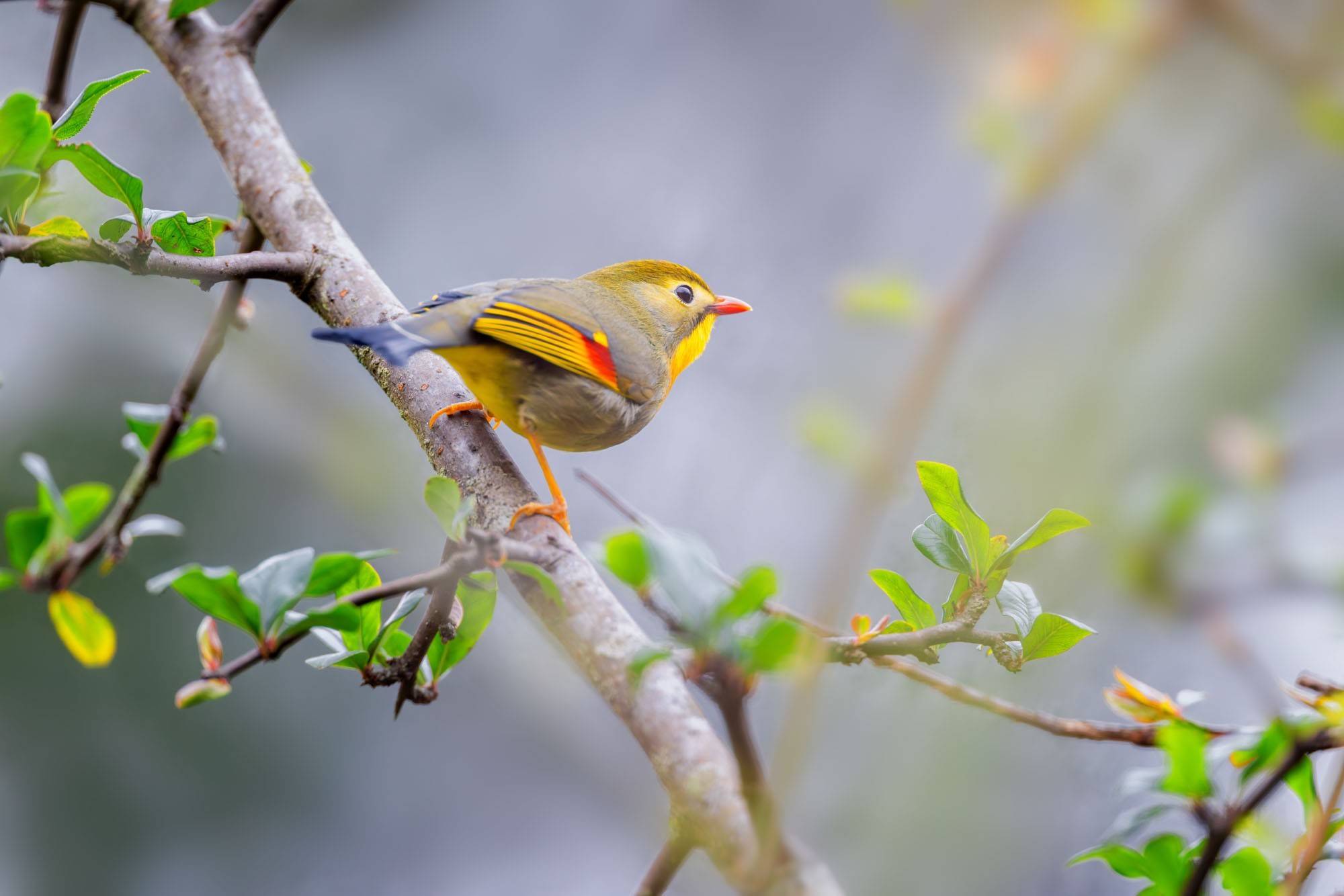 摄影师庄言Grey作品