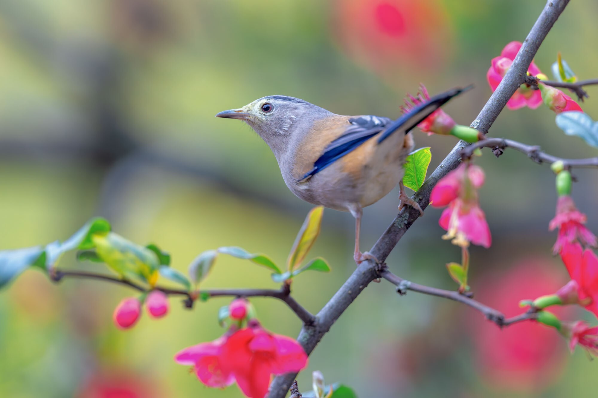 摄影师庄言Grey作品
