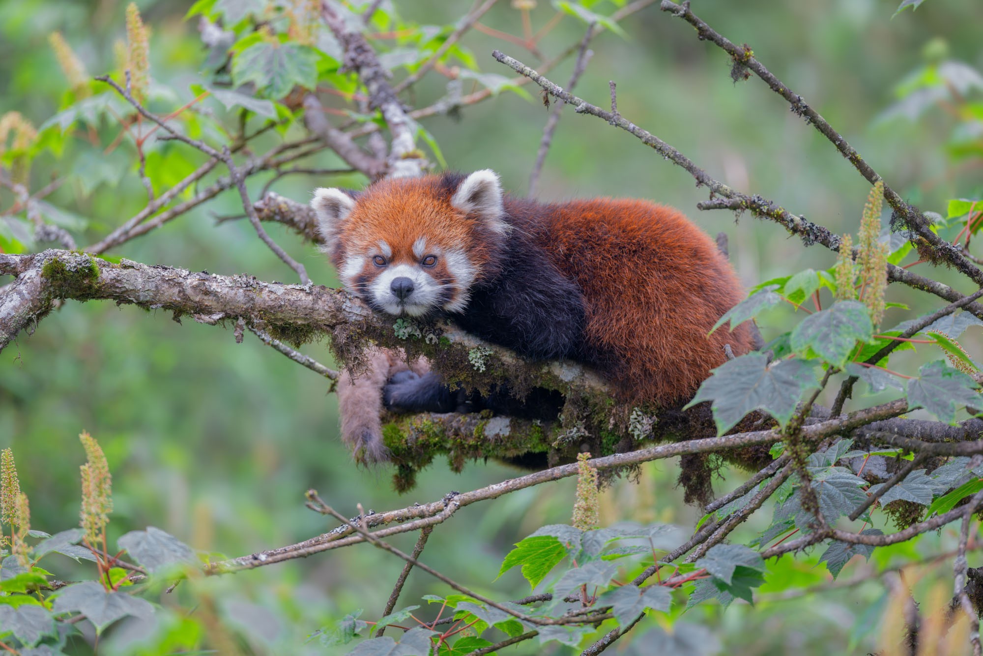 摄影师庄言Grey访谈：佳能5系二十载，我与飞羽共新生