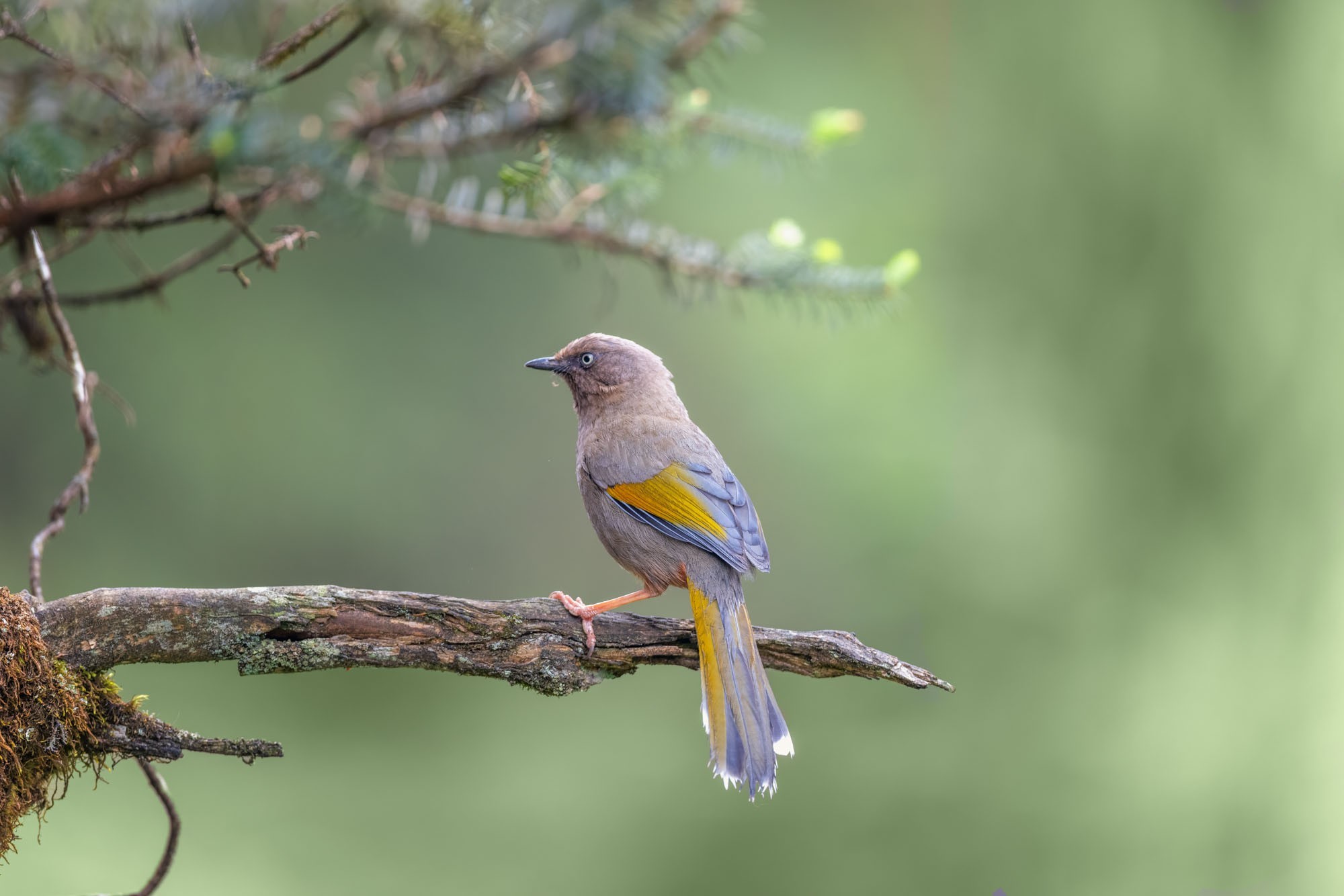 摄影师庄言Grey访谈：佳能5系二十载，我与飞羽共新生