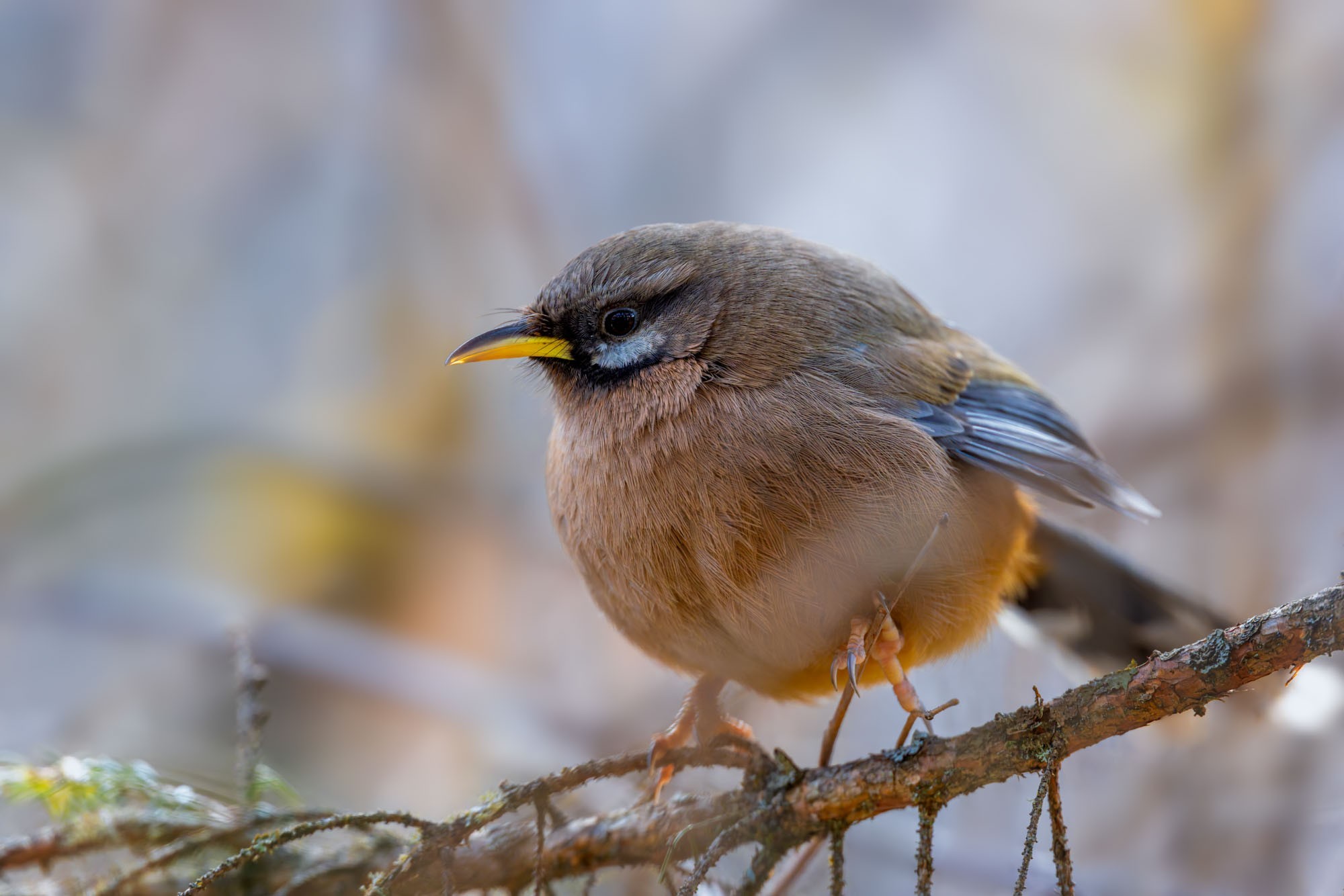 摄影师庄言作品，使用佳能EOS R5 Mark II拍摄