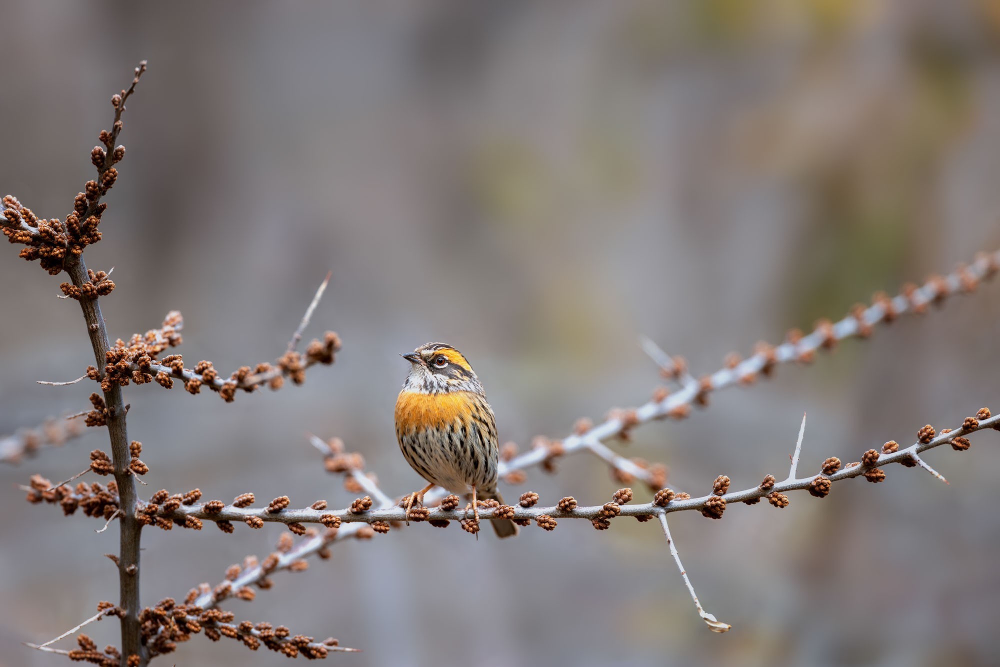 摄影师庄言作品，使用佳能EOS R5 Mark II拍摄