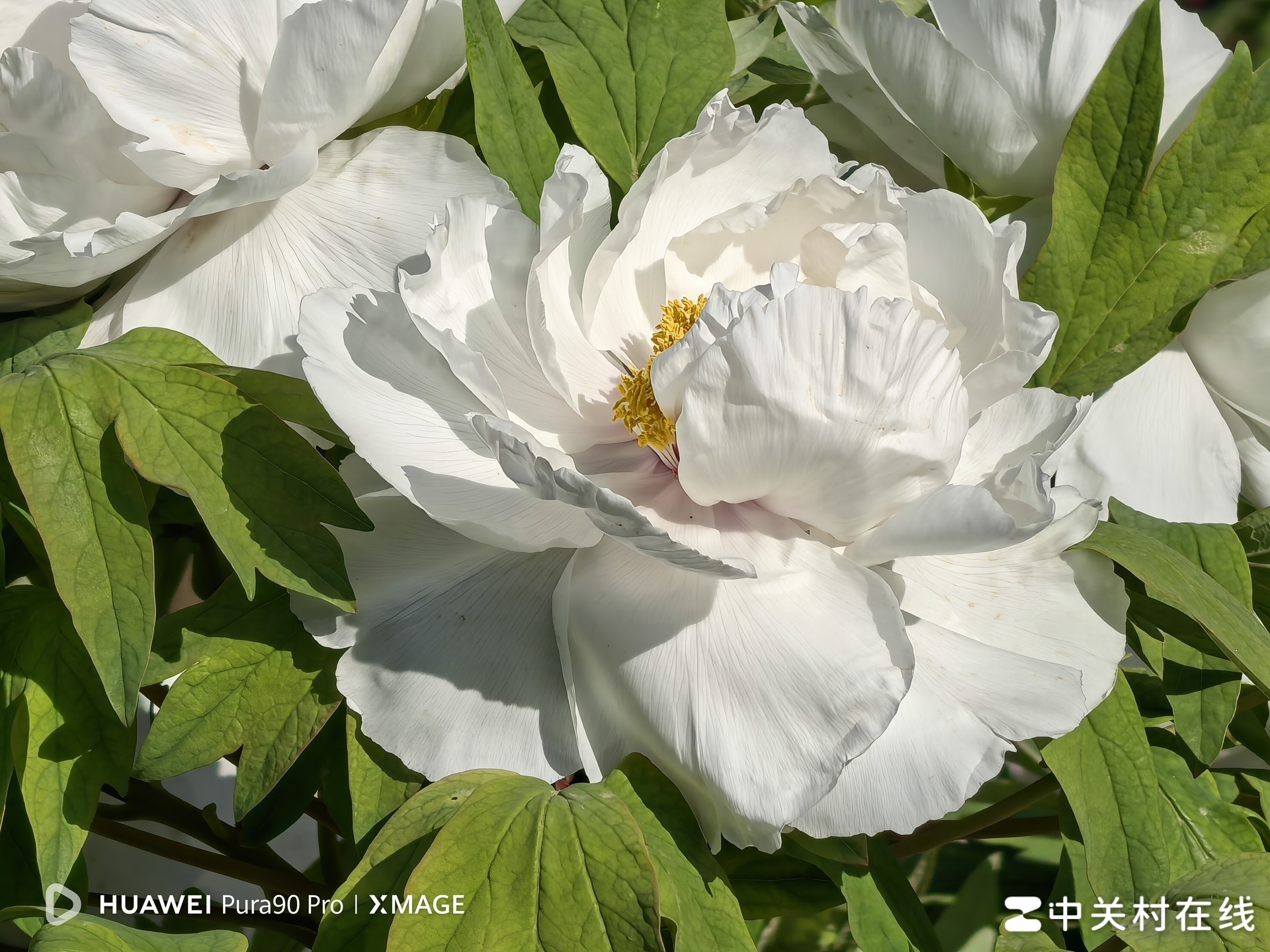 华为Pura 90 Pro样张细节