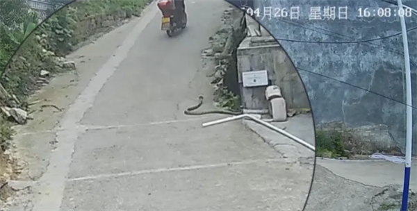 3米长眼镜王蛇闯入居民区：抓捕后又放生引热议 专家回应