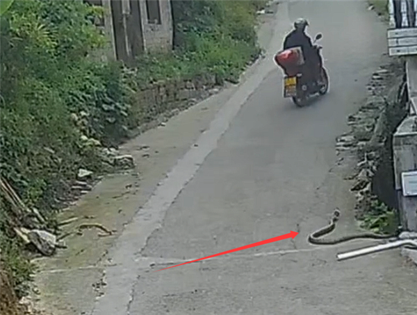 3米长眼镜王蛇爬向民房 两幼童浑然不知！消防出手擒获放生