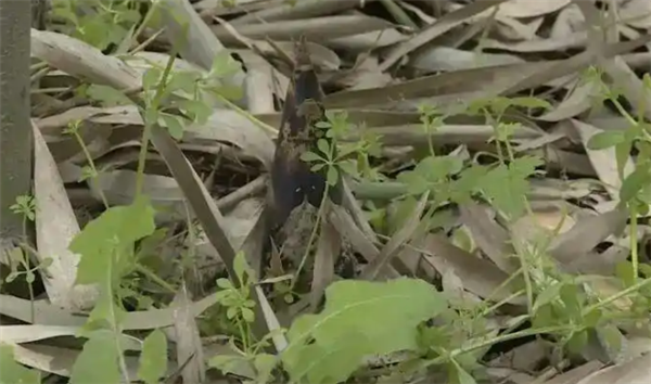 游客擅自进入竹林采挖竹笋，不慎摔倒致重伤