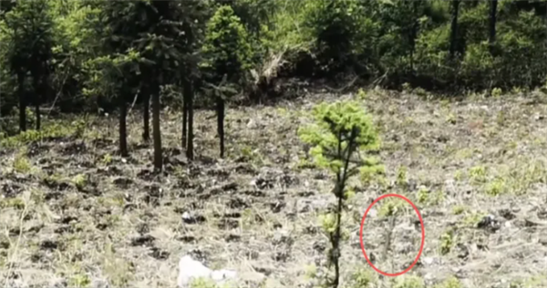 3米长眼镜王蛇闯入居民区：抓捕后又放生引热议 专家回应