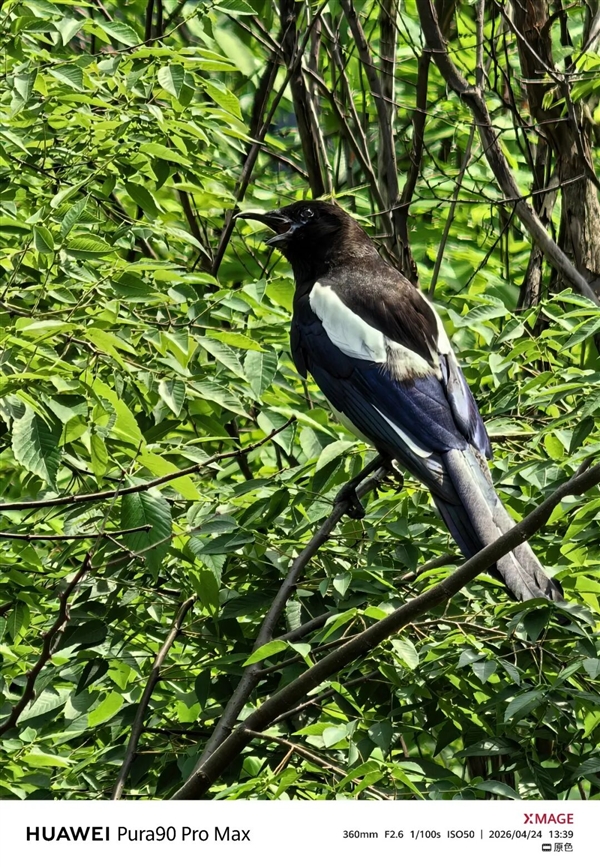 用了几天华为Pura90 Pro Max 熟悉的味道回来了