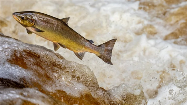 欧洲河可卡因超标致鲑鱼性情大变 像是磕嗨了一般