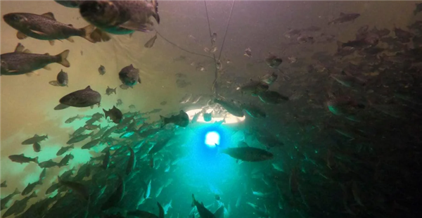 欧洲河可卡因超标致鲑鱼性情大变 像是磕嗨了一般