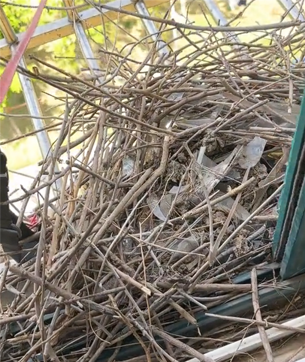 喜鹊叼杂物封窗