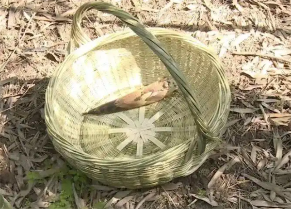 法院判决游客违规行为是事故全部原因，驳回其索赔