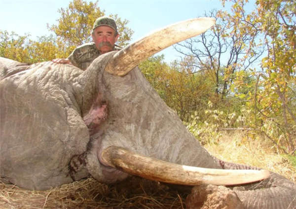 猎手反成猎物！美国富豪斥巨资非洲打猎 被5头大象踩踏身亡