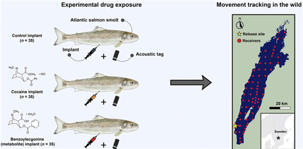 欧洲河可卡因超标致鲑鱼性情大变 像是磕嗨了一般