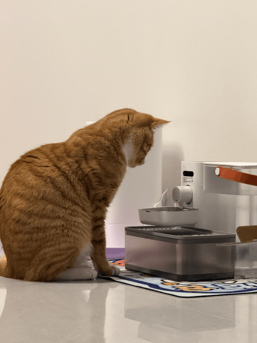 小猫在饮水机旁洗手