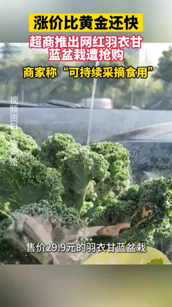 羽衣甘蓝涨疯了！年轻人疯狂追捧 号称是超级食物