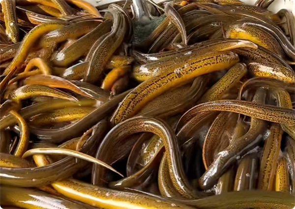 黄鳝在养殖过程中被喂了避孕药？这谣言传30年了