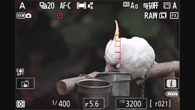 尼康 Z 8 鸟类自动识别对焦