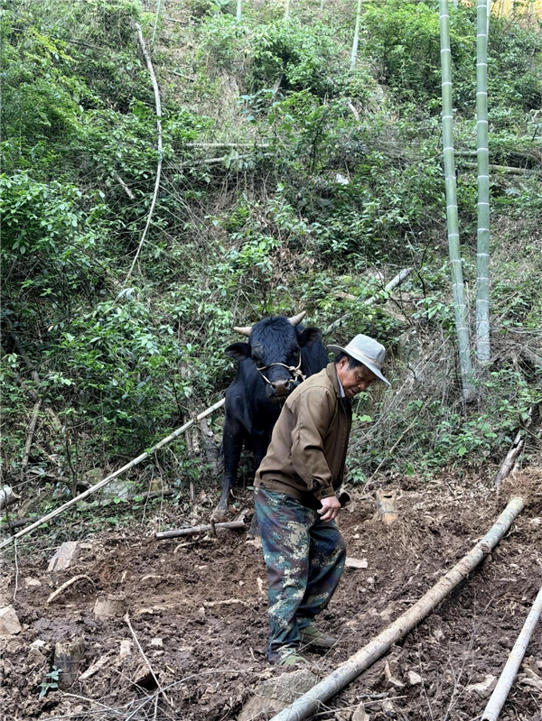 “牛坚强”被困深山20天饿瘦200斤：被找到时仅剩1100斤了