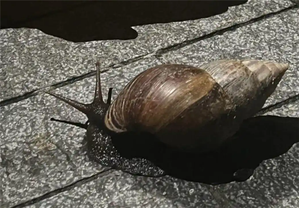 非洲大蜗牛