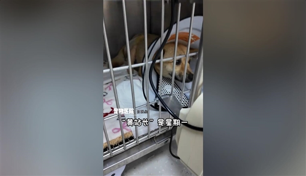 一只流浪狗让这座小城收获泼天流量：网友纷纷前往打卡
