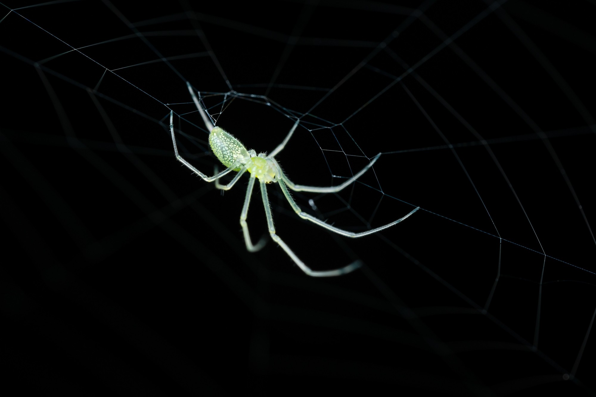 老蛙FF 45mm F2.8 ULTRA MACRO 1-5X APO 样片